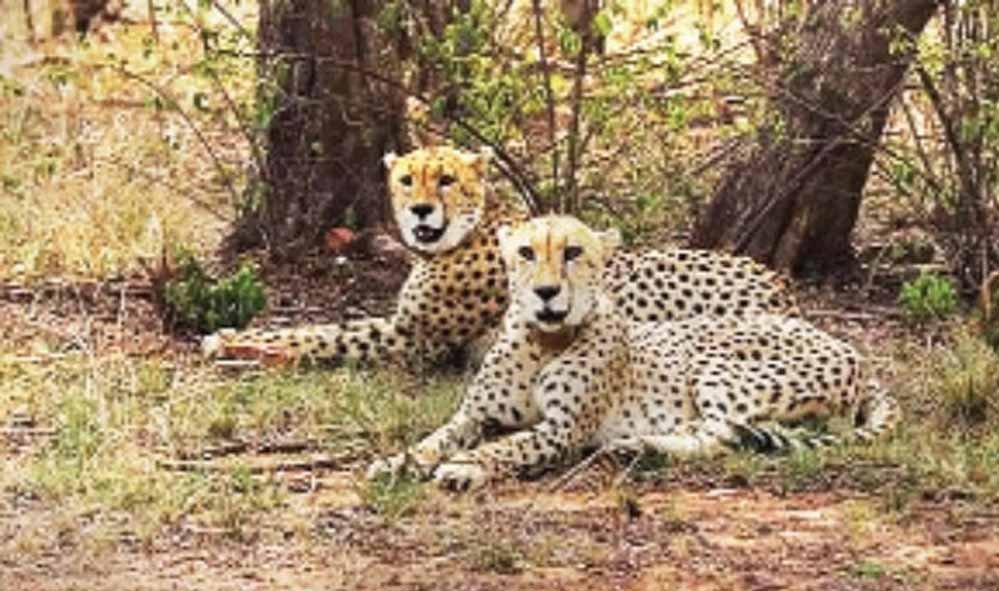 चीतों के स्वागत को तैयार नौरादेही, 7 अक्टूबर को कूनो से लाए जाएंगे 2 चीते; बनेगा तीन बड़ी बिल्लियों का घर