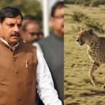 सागर के वीरांगना दुर्गावती टाइगर रिजर्व में आज 7 अक्टूबर को छोड़े जाएंगे 2 चीते, 439 हेक्टेयर में तैयार हुआ सुरक्षित ठिकाना