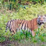 बालाघाट का लांजी जंगल बना वन्यजीवों का नया कॉरिडोर, छत्तीसगढ़ से हाथी और महाराष्ट्र से आ रहे बाघ