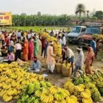 बिहार का नवगछिया बना केले की खेती का बड़ा केंद्र, देशभर की मंडियों तक पहुंच रहा ‘पीला सोना’