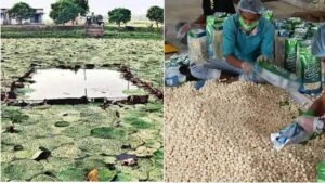 पीएम मोदी ने ‘मन की बात’ में की बिहार के मखाने की तारीफ, 18 से ज्यादा देशों में पहुंचा सीमांचल का स्वाद