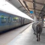 ₹450 करोड़ के रानी कमलापति स्टेशन पर भैंसों का डेरा, प्लेटफॉर्म पर गोबर से मचा हड़कंप
