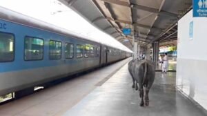 ₹450 करोड़ के रानी कमलापति स्टेशन पर भैंसों का डेरा, प्लेटफॉर्म पर गोबर से मचा हड़कंप