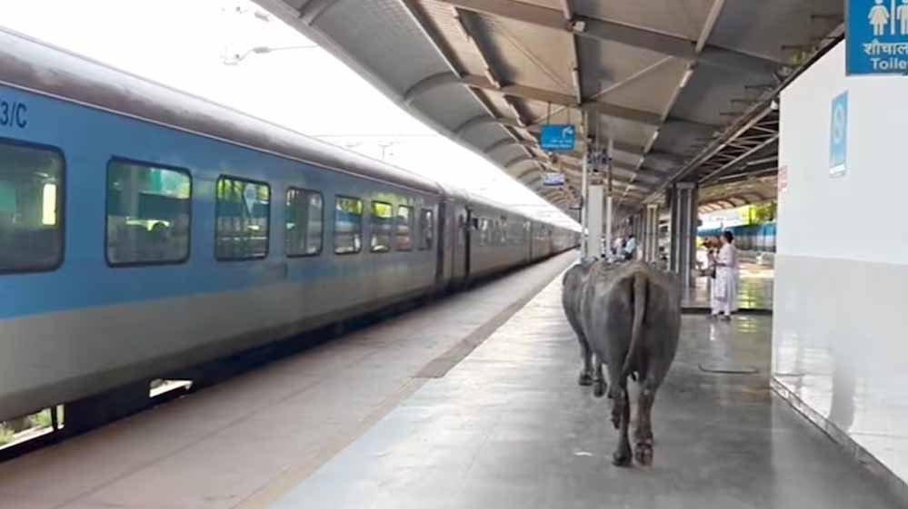 ₹450 करोड़ के रानी कमलापति स्टेशन पर भैंसों का डेरा, प्लेटफॉर्म पर गोबर से मचा हड़कंप