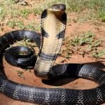 लखनऊ में घरों के अंदर क्यों घुस रहे कोबरा और जहरीले सांप? अब तक 110 पकड़े गए