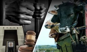छत्तीसगढ़ में गौ हत्या के आरोपियों का केस नहीं लड़ेंगे वकील, लिखित पत्र जारी