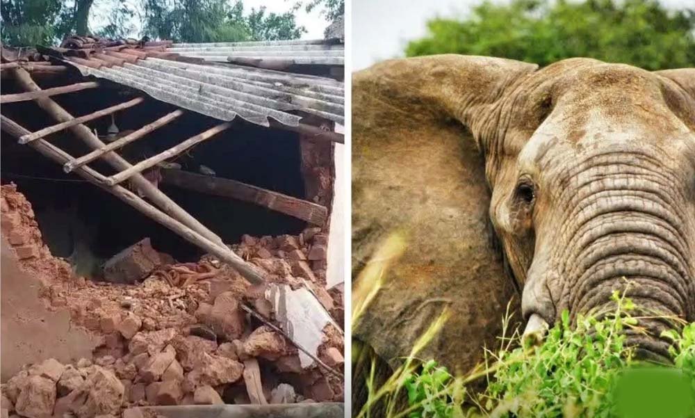 CG में हाथियों का तांडव, सुबह 3 बजे गांव में घुसे झुंड ने मवेशियों को कुचला