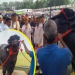 हरियाणा में छाया 15 करोड़ का ‘विधायक’, काजू-अखरोट है पसंदीदा खाना
