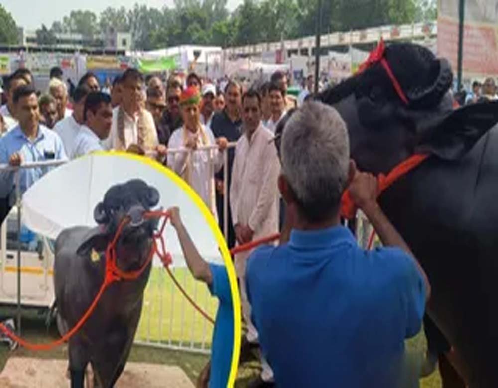 हरियाणा में छाया 15 करोड़ का ‘विधायक’, काजू-अखरोट है पसंदीदा खाना