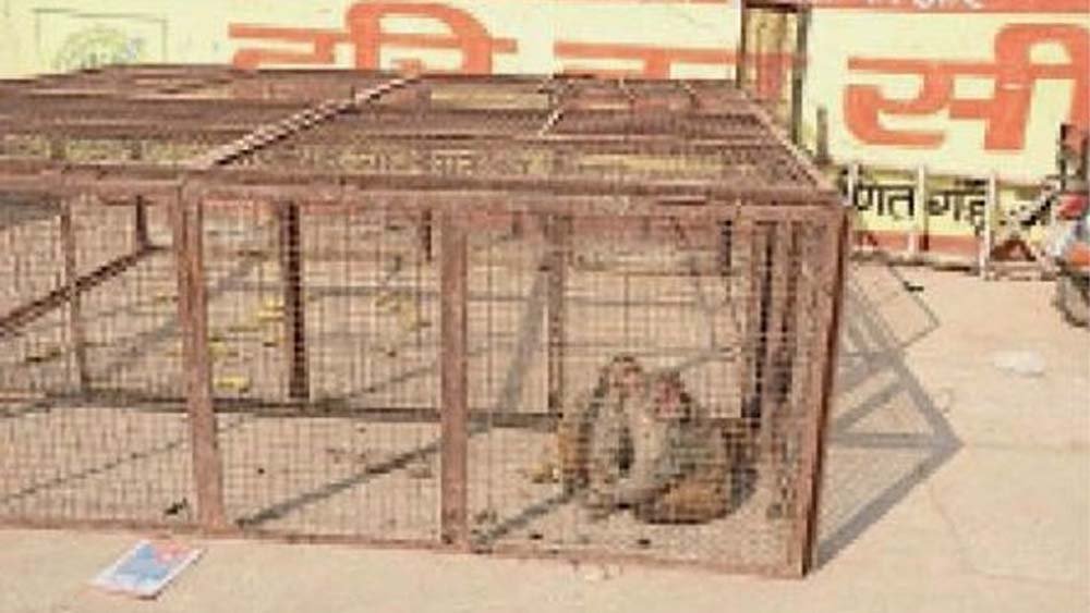 हांसी में 1 साल तक चलेगा बंदर पकड़ो अभियान, टेंडर के लिए आए 4 आवेदन