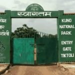 कूनो में चीतों की मौत पर जानकारी देने से वन विभाग का इनकार, RTI में पोस्टमार्टम रिपोर्ट रोकी