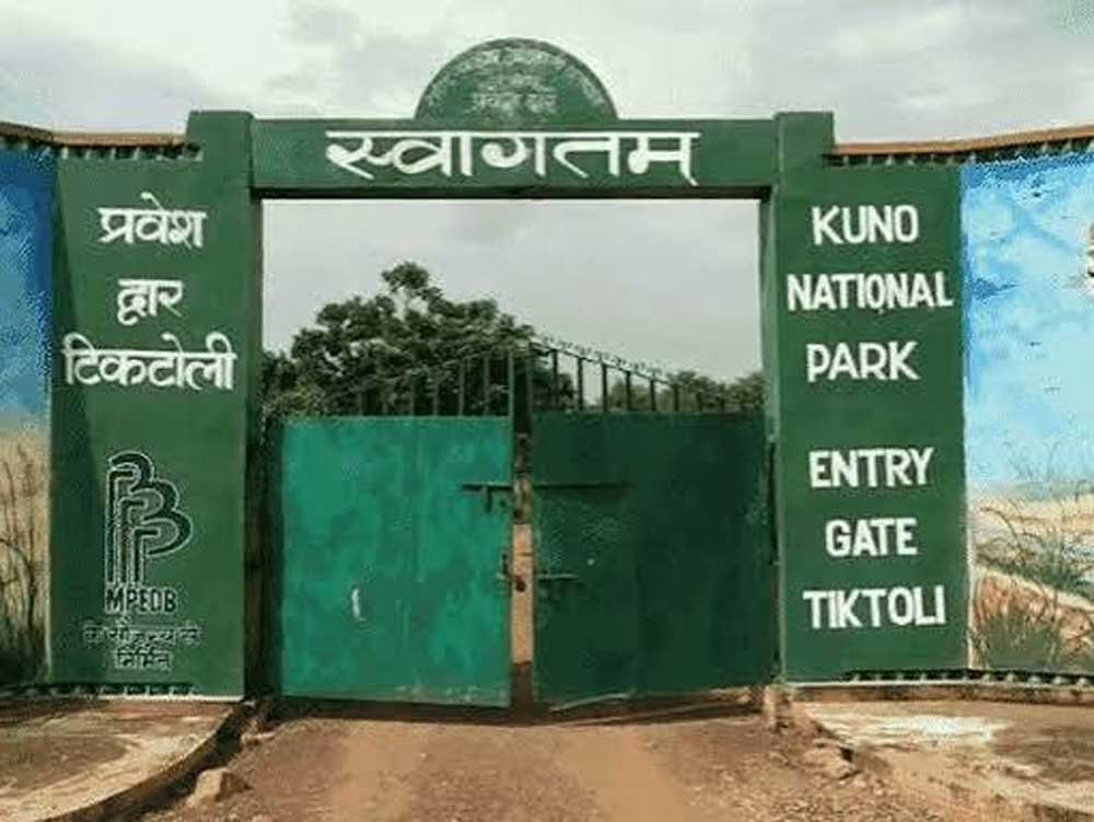 कूनो में चीतों की मौत पर जानकारी देने से वन विभाग का इनकार, RTI में पोस्टमार्टम रिपोर्ट रोकी