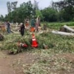 6911 पेड़ काटे, पौधे लगाने में फेल भोपाल नगर निगम! NGT ने लगाई फटकार, एक माह में मांगी रिपोर्ट
