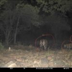 रिजर्व में बाघों की संख्या बढ़कर हुई 11, इनमें 6 का जन्म हुआ माधव टाइगर रिजर्व में