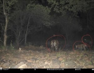 रिजर्व में बाघों की संख्या बढ़कर हुई 11, इनमें 6 का जन्म हुआ माधव टाइगर रिजर्व में