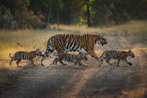 वीरांगना दुर्गावती टाइगर रिजर्व में बढ़ा बाघों का कुनबा, बाघिन N-6 ने दिए 4 शावकों को जन्म