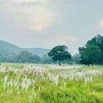 चक्रवात अरनब के प्रभाव से सुहावना हुआ मौसम, बांधवगढ़ टाइगर रिजर्व में प्रबंधन सतर्क
