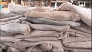 धार में गांजा तस्करी पर पुलिस की कार्रवाई, 6863 पौधे जब्त; एक गिरफ्तार, कई फरार