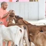 प्रदेश के सभी 75 जिलों में खुलेंगे पंचगव्य के आउटलेट, गोमूत्र और गोबर से तैयार होंगे उत्पाद