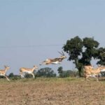 मानव–वन्य प्राणी संघर्ष और फसल क्षति कम करने के लिए कृष्ण-मृग स्थानांतरण अभियान का दूसरा चरण हुआ प्रारंभ