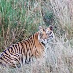 शहडोल के वन बाघों और हाथियों के लिए नेचुरल कॉरिडोर— 4 टाइगर रिजर्व्स को जोड़ने में अहम भूमिका