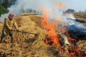 जबलपुर में नरवाई जलाने पर 15 हजार रुपये तक जुर्माना, 60 दिन का प्रतिबंध लागू