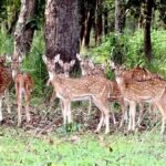 बफर जोन में वन्यजीव पर्यटन का बढ़ रहा आकर्षण